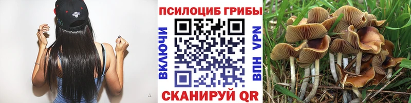 Галлюциногенные грибы Psilocybine cubensis  Нефтеюганск 